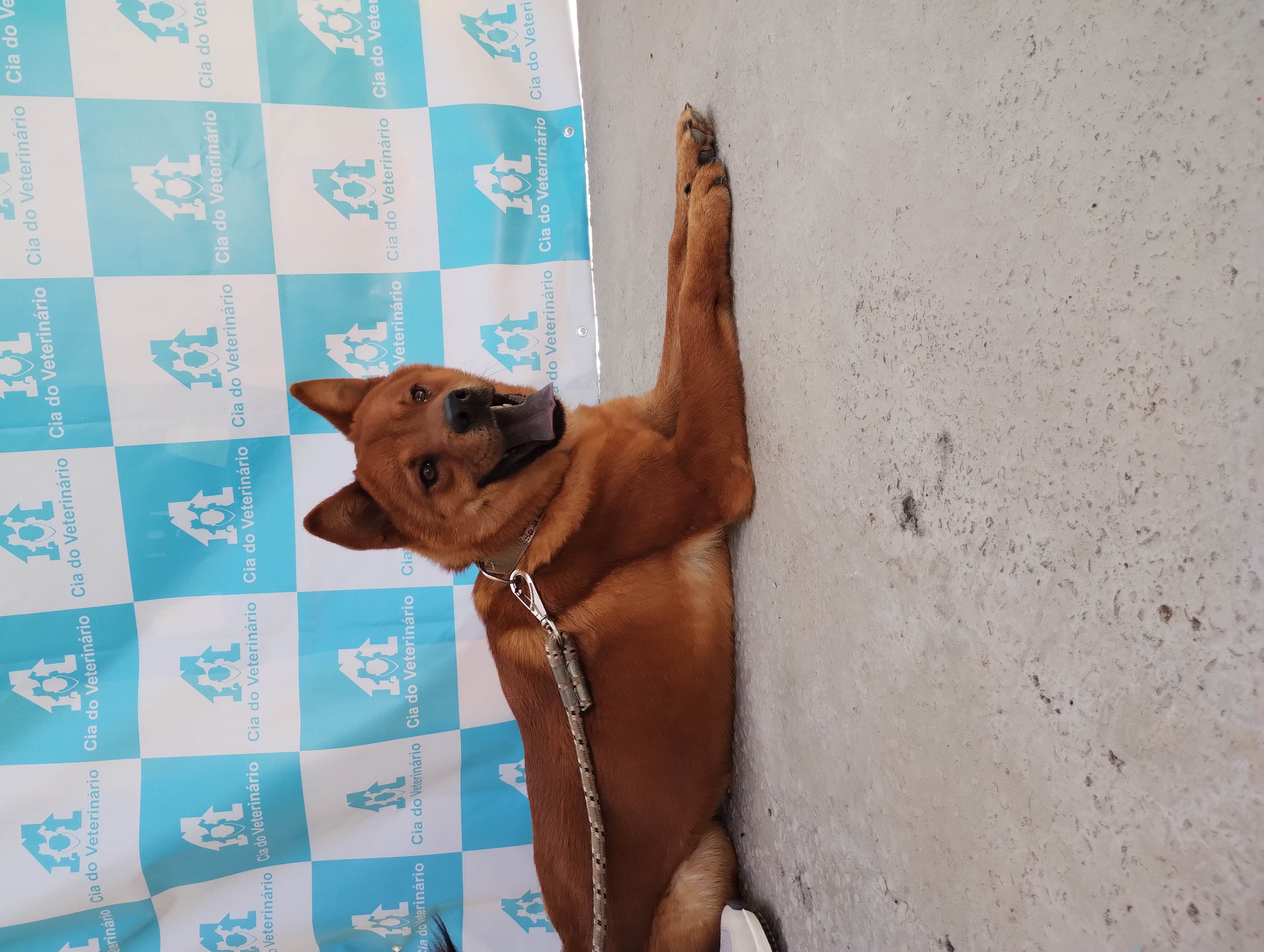 Cão em atendimento na Cia do Veterinário