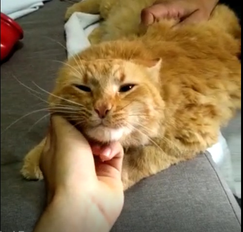 Gato paciente